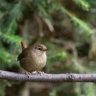 --- Zaunkönig ---               ( Troglodytes troglodytes )