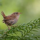 Zaunkönig - Troglodytes troglodytes 