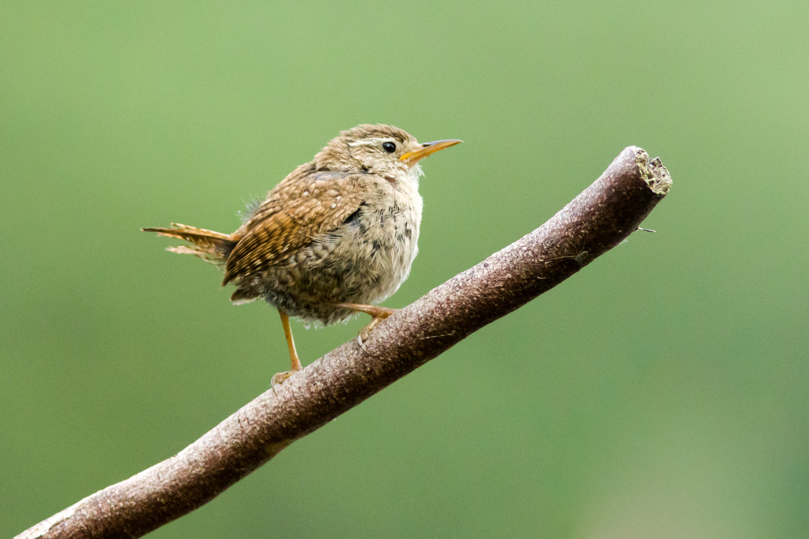 Zaunkönig (Troglodytes troglodytes)