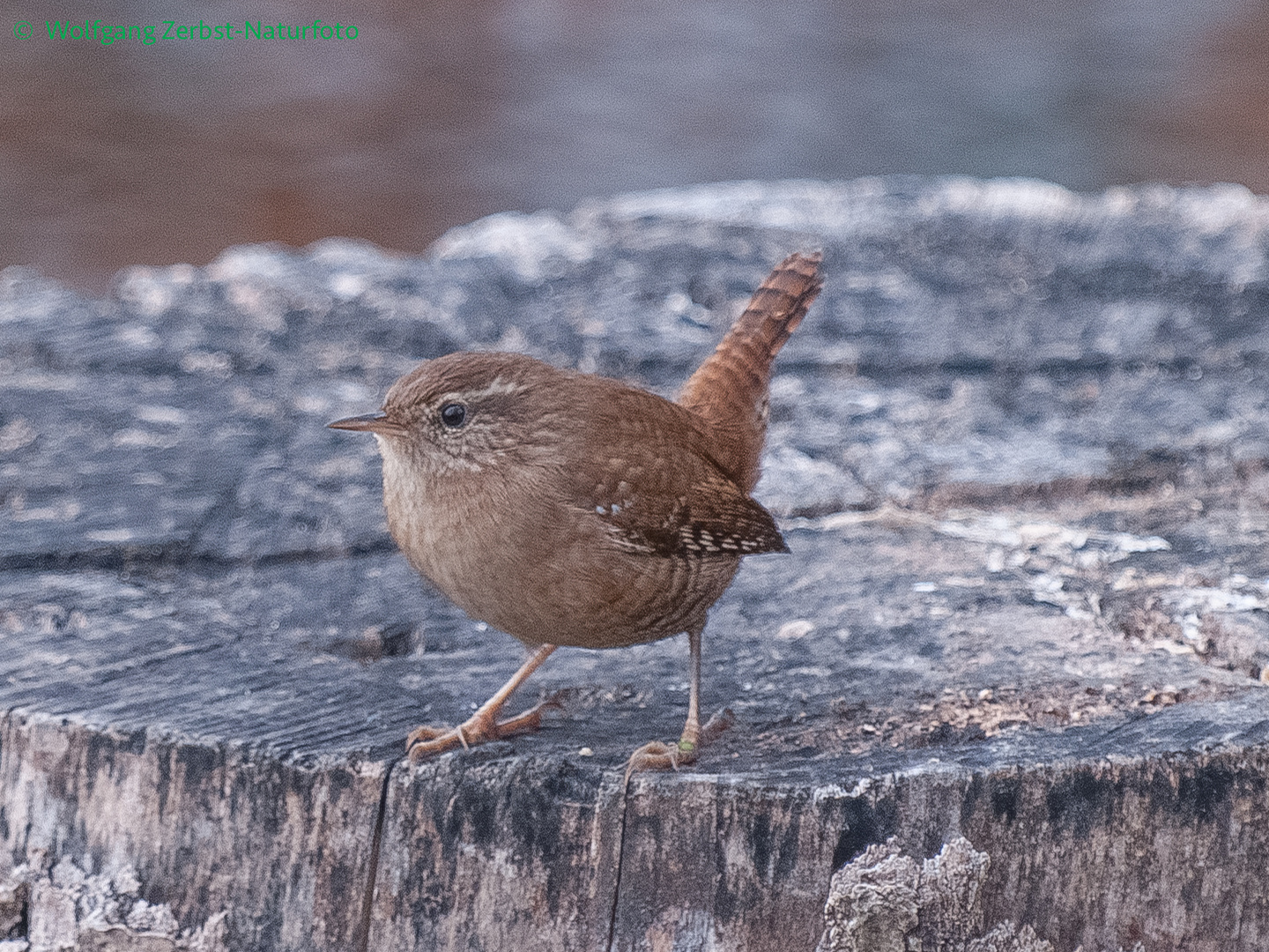 Zaunkönig ( Troglodytes troglodytes ) Foto & Bild fotos, natur