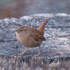 - Zaunkönig -( Troglodytes troglodytes )