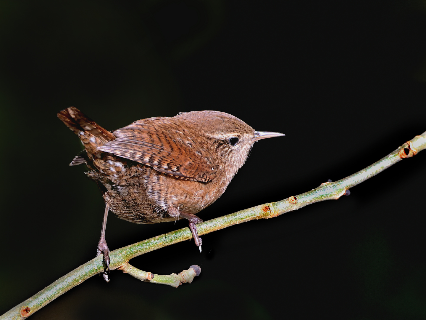 Zaunkönig  (Troglodytes troglodytes)