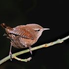 Zaunkönig  (Troglodytes troglodytes)