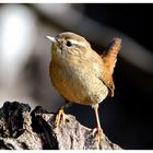 --- Zaunkönig --- ( Troglodytes troglodytes )