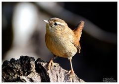 --- Zaunkönig --- ( Troglodytes troglodytes )