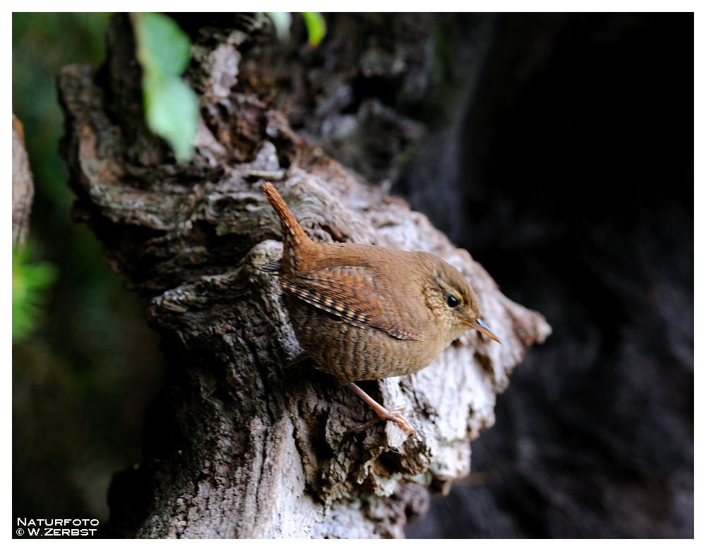 -- Zaunkönig -- ( Troglodytes troglodytes )