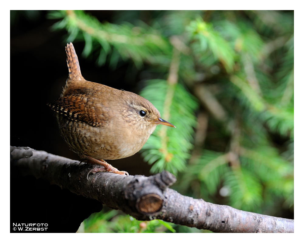 -- Zaunkönig -- ( Troglodytes troglodytes )