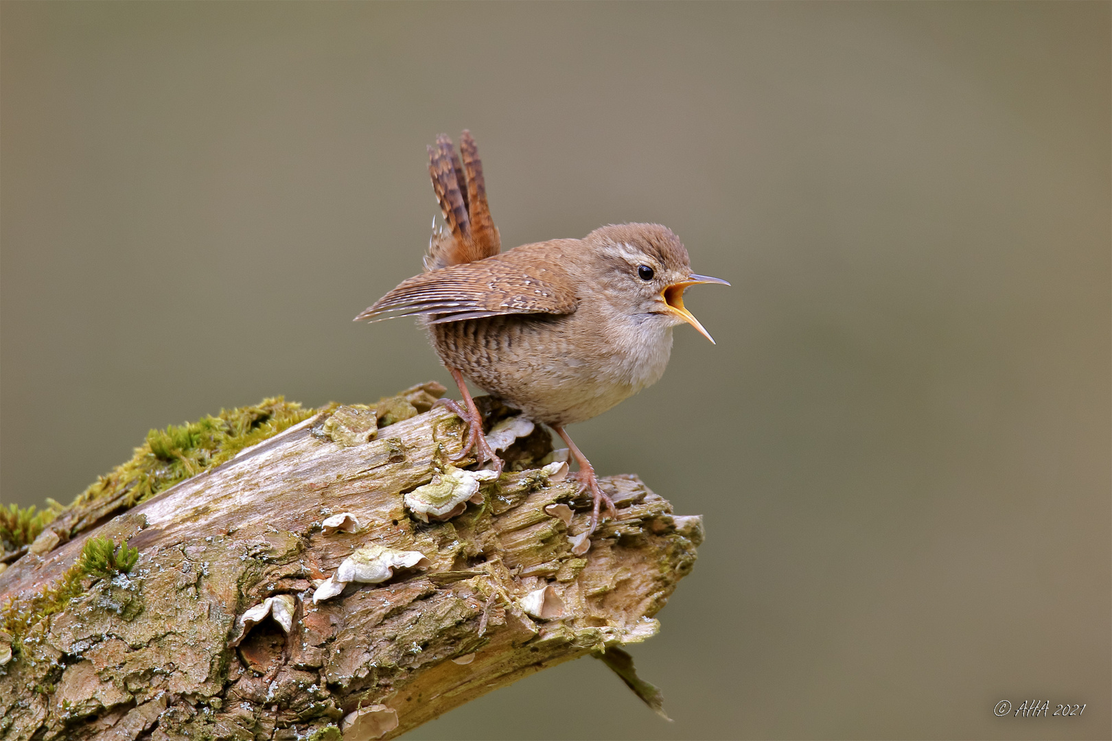 Zaunkönig (Troglodytes troglodytes)