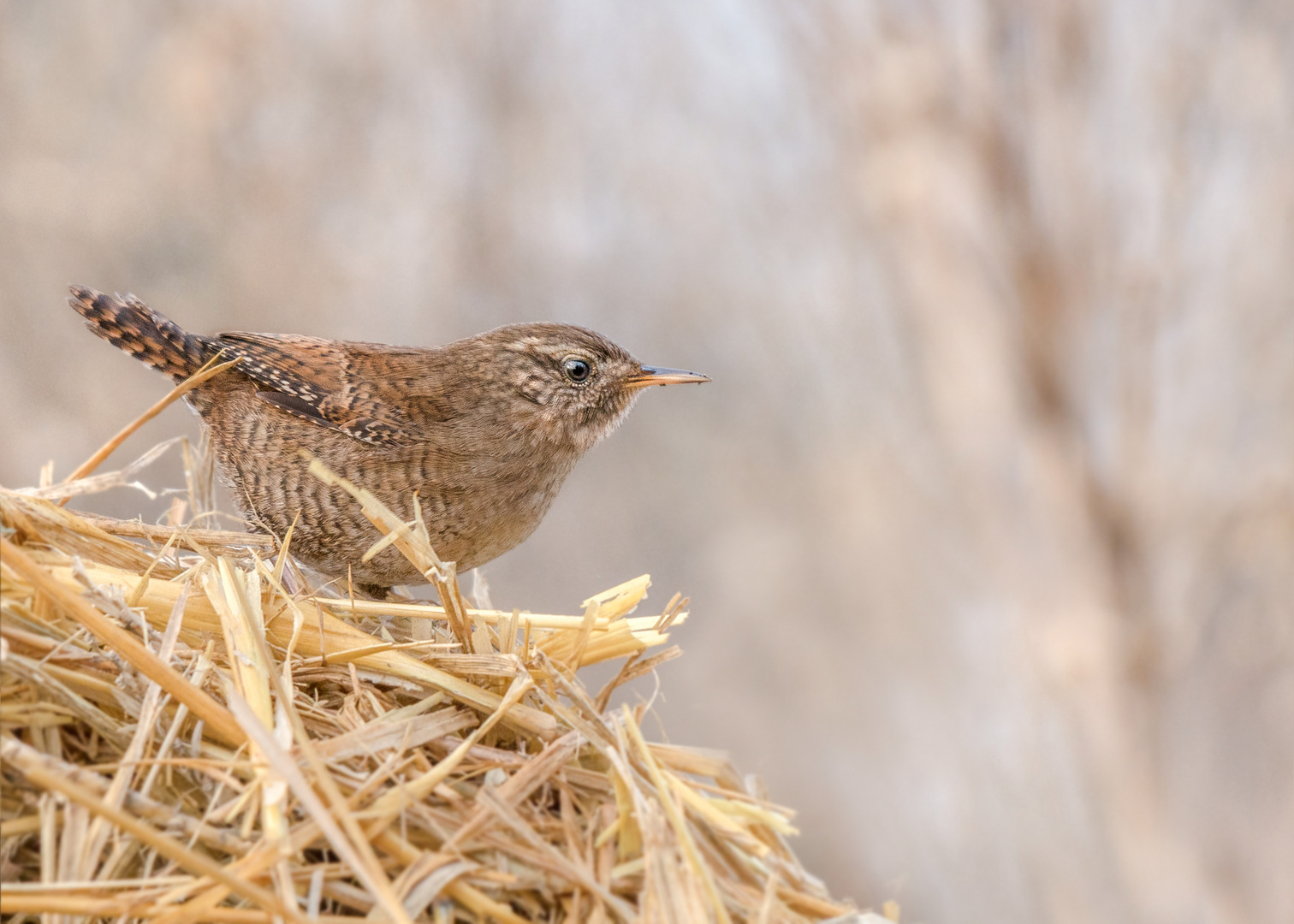 Zaunkönig (Troglodytes troglodytes)