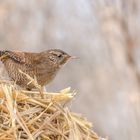 Zaunkönig (Troglodytes troglodytes)