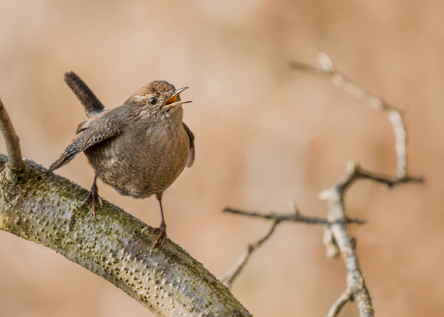 Zaunkönig (Troglodytes troglodytes)