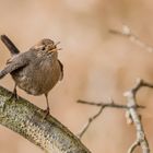 Zaunkönig (Troglodytes troglodytes)