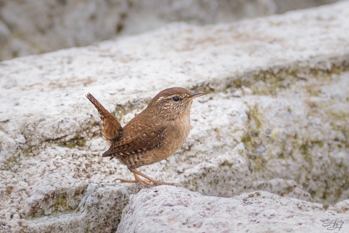 Zaunkönig (Troglodytes troglodytes)