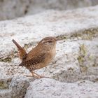 Zaunkönig (Troglodytes troglodytes)