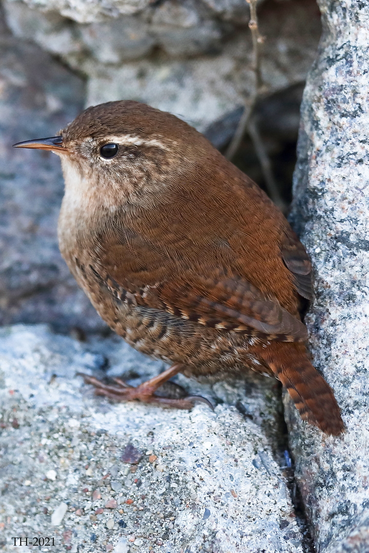 Zaunkönig (Troglodytes troglodytes)