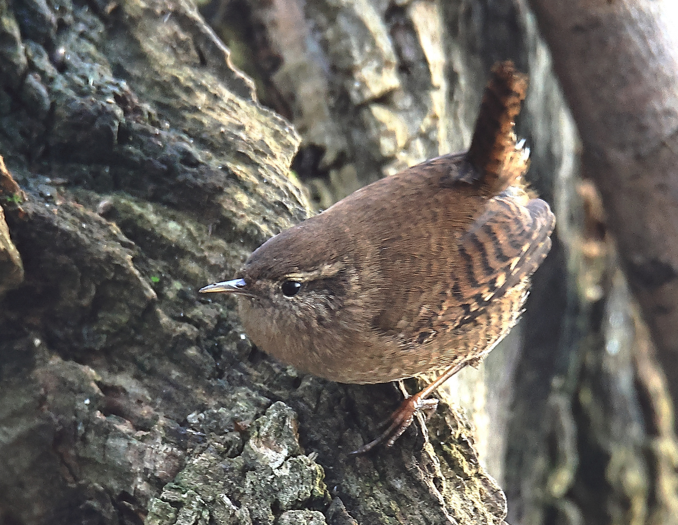 Zaunkönig Troglodytes troglodytes