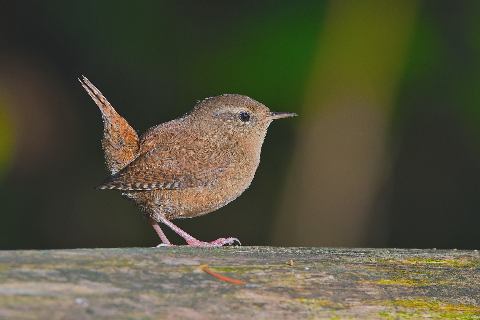 Zaunkönig (Troglodytes troglodytes)