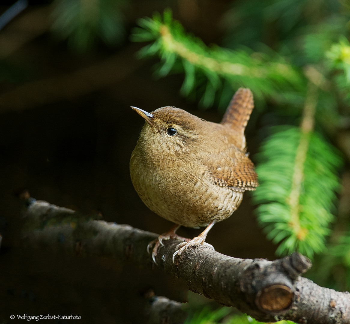 - ZAUNKÖNIG -  ( Troglodytes troglodytes )