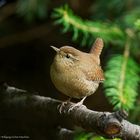 - ZAUNKÖNIG -  ( Troglodytes troglodytes )