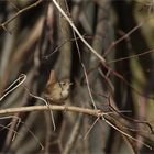 Zaunkönig - Troglodytes troglodytes -