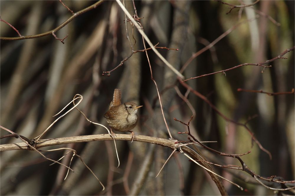 Zaunkönig - Troglodytes troglodytes -