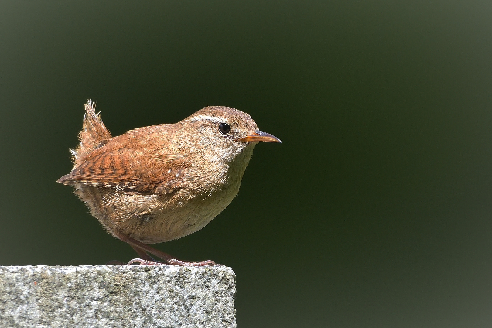 Zaunkönig (Troglodytes troglodytes)