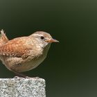 Zaunkönig (Troglodytes troglodytes)