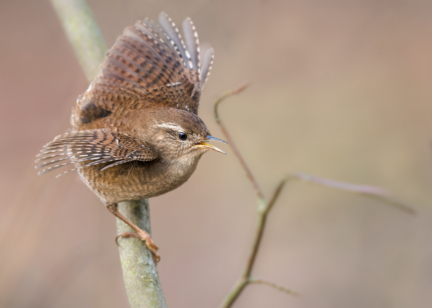 Zaunkönig (Troglodytes troglodytes)