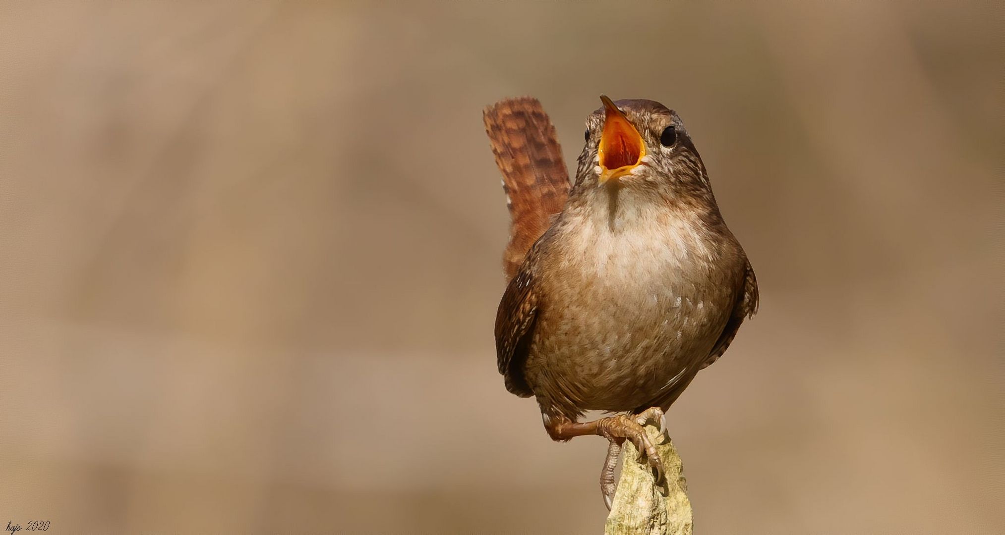 * Zaunkönig (Troglodytes troglodytes) *