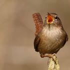 * Zaunkönig (Troglodytes troglodytes) *