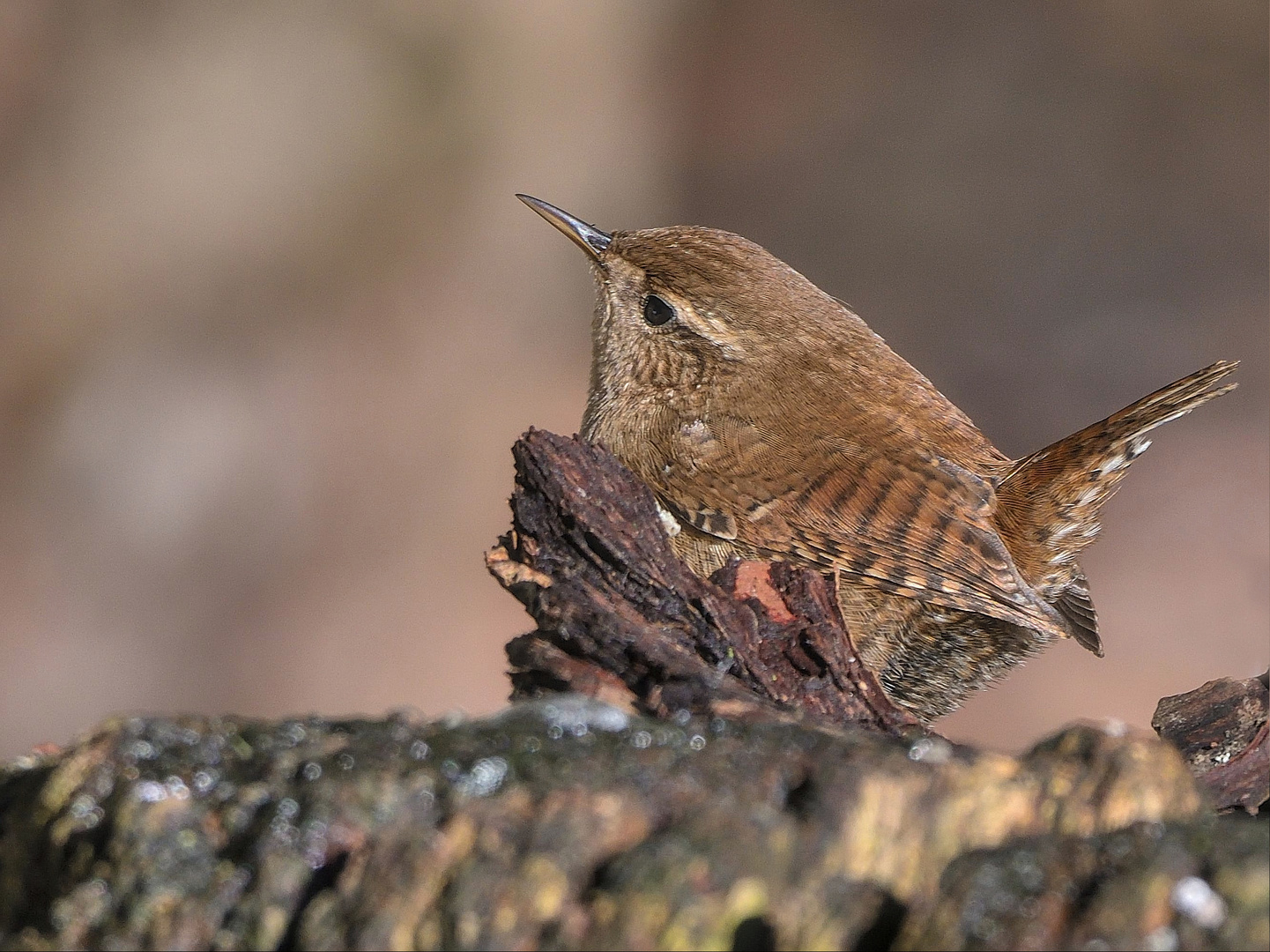 Zaunkönig (Troglodytes troglodytes)