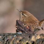 Zaunkönig (Troglodytes troglodytes)