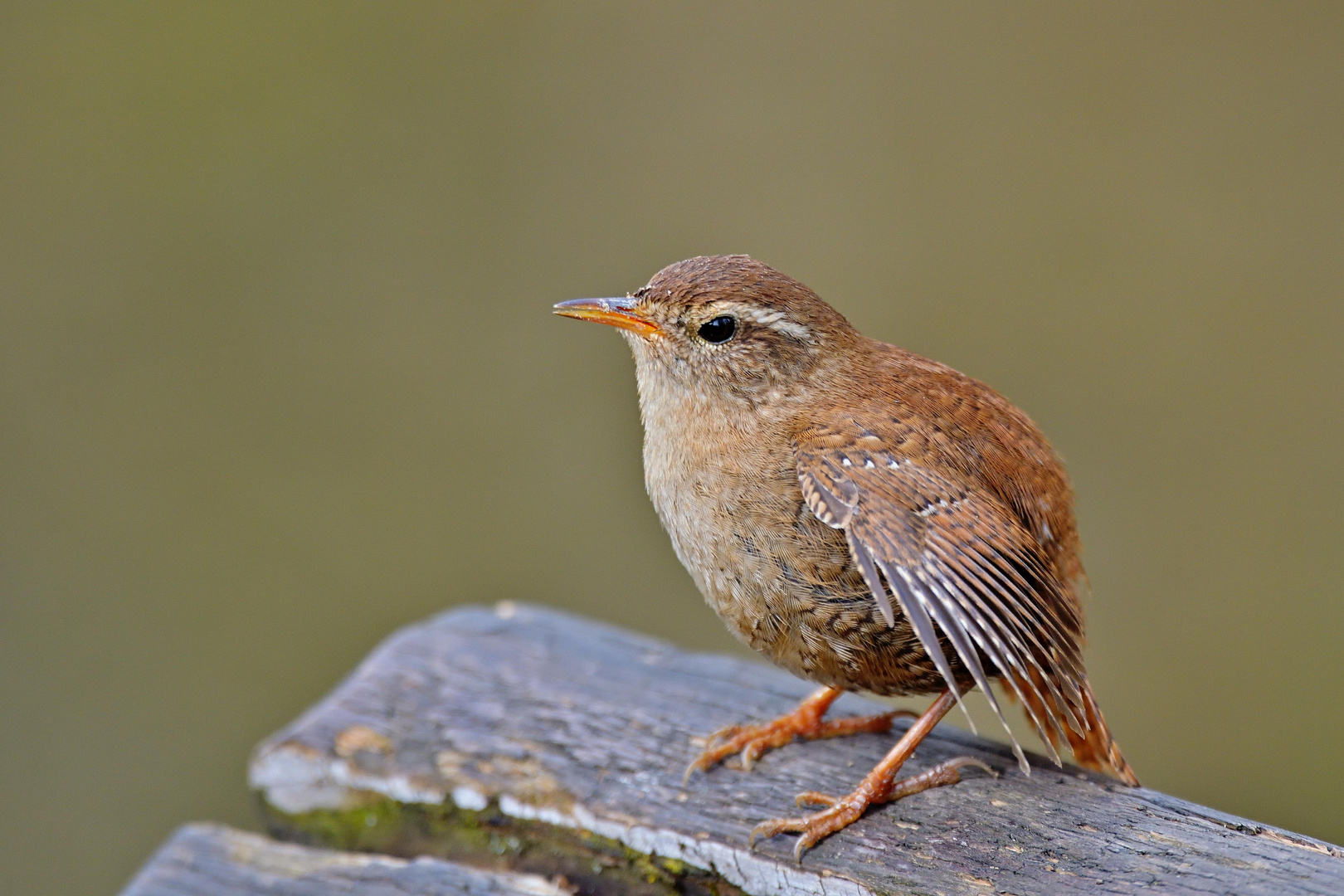 Zaunkönig (Troglodytes troglodytes)