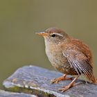 Zaunkönig (Troglodytes troglodytes)