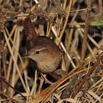 Zaunkönig (Troglodytes troglodytes)