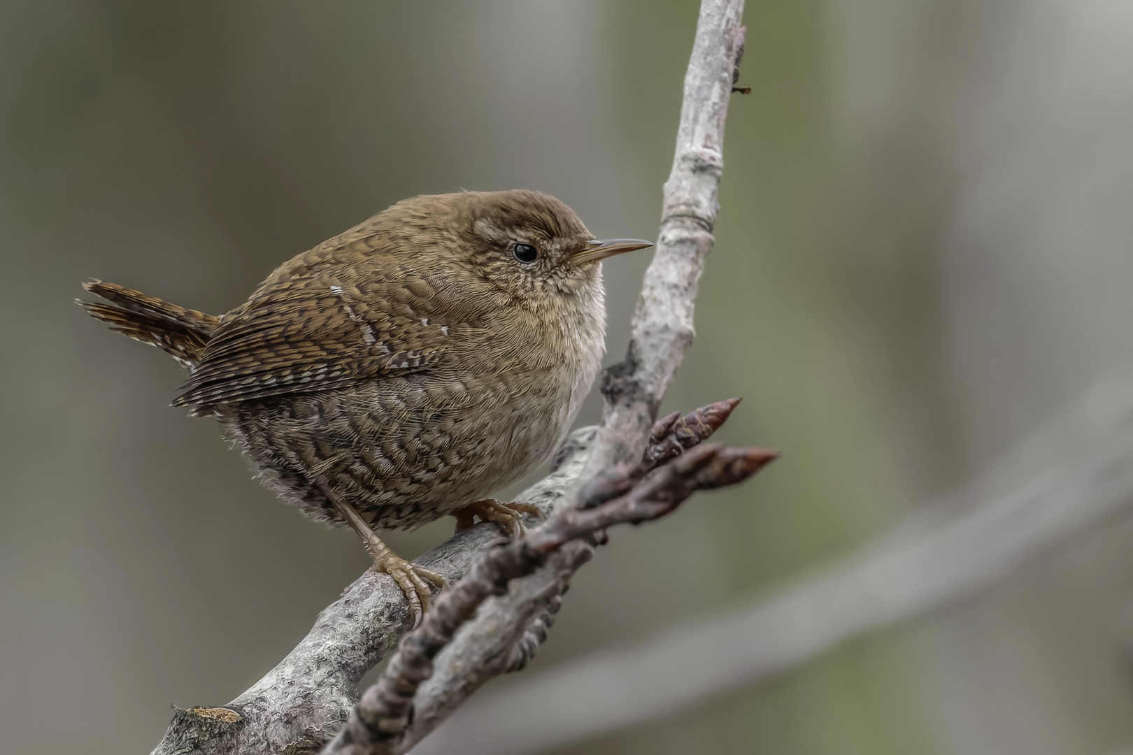 Zaunkönig ( Troglodytes troglodytes)