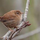 Zaunkönig ( Troglodytes troglodytes)