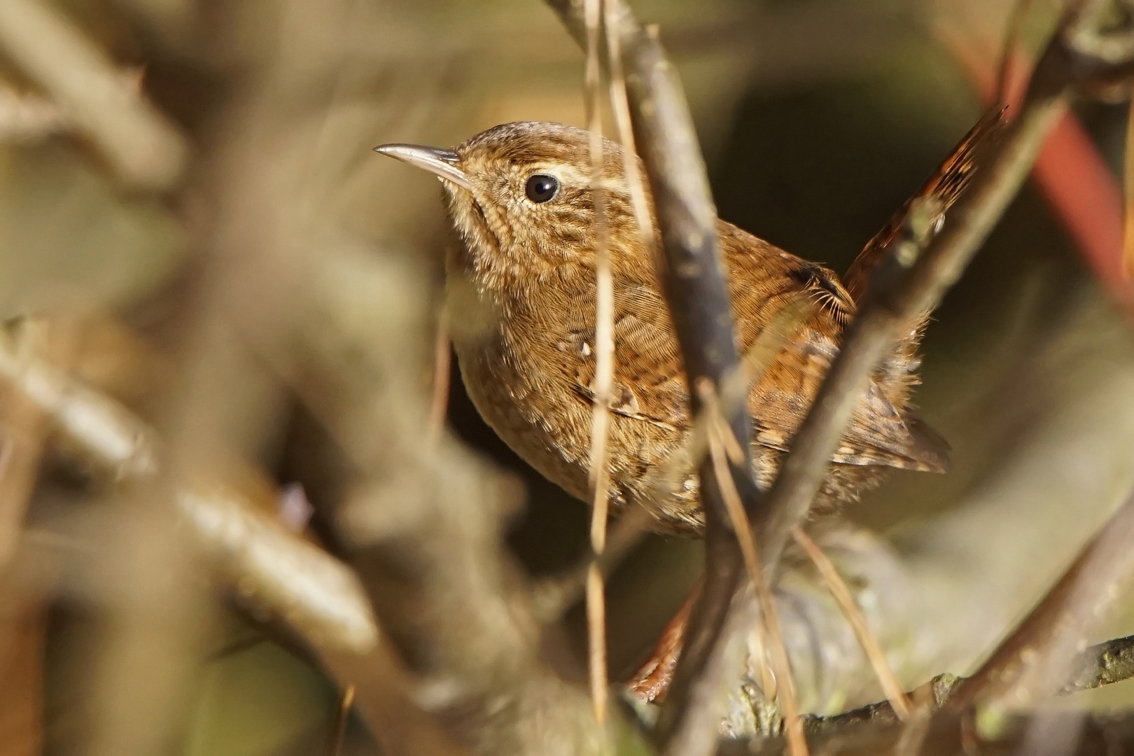 Zaunkönig (Troglodytes troglodytes)