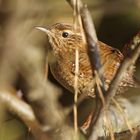 Zaunkönig (Troglodytes troglodytes)