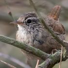 Zaunkönig (Troglodytes troglodytes)