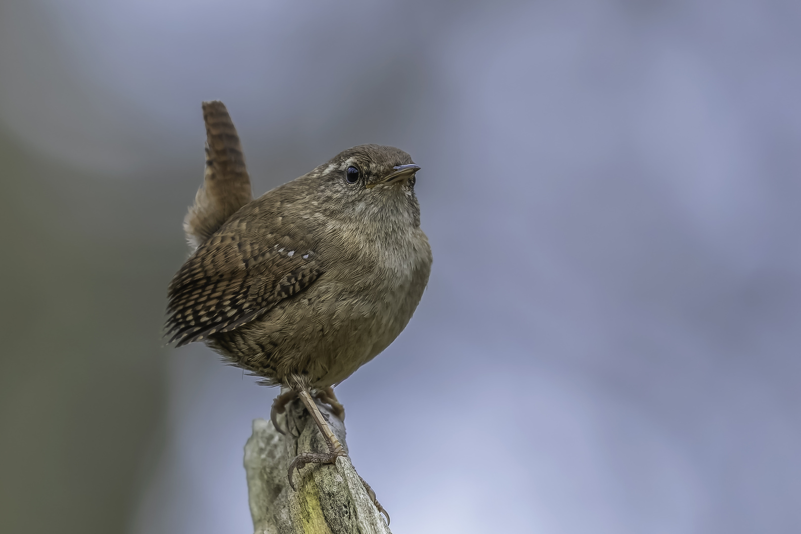 Zaunkönig (Troglodytes troglodytes)