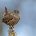 Zaunkönig (Troglodytes troglodytes)