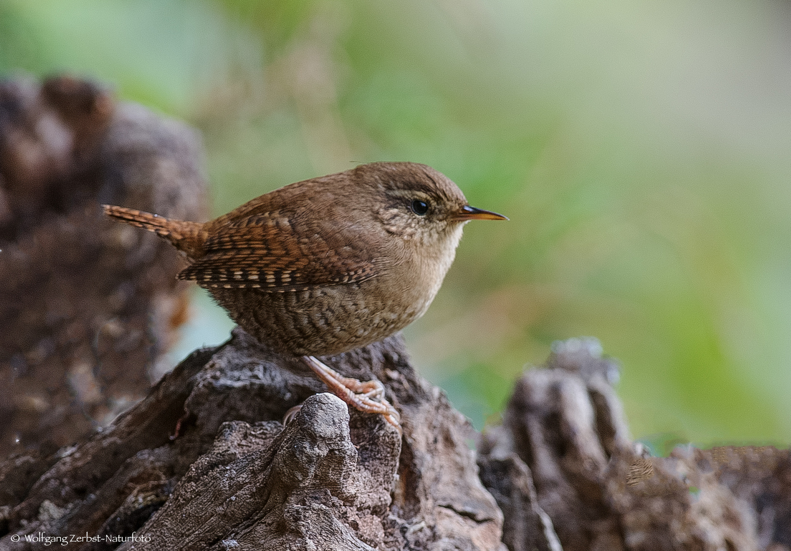   -ZAUNKÖNIG - ( Troglodytes troglodytes )