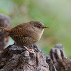   -ZAUNKÖNIG - ( Troglodytes troglodytes )