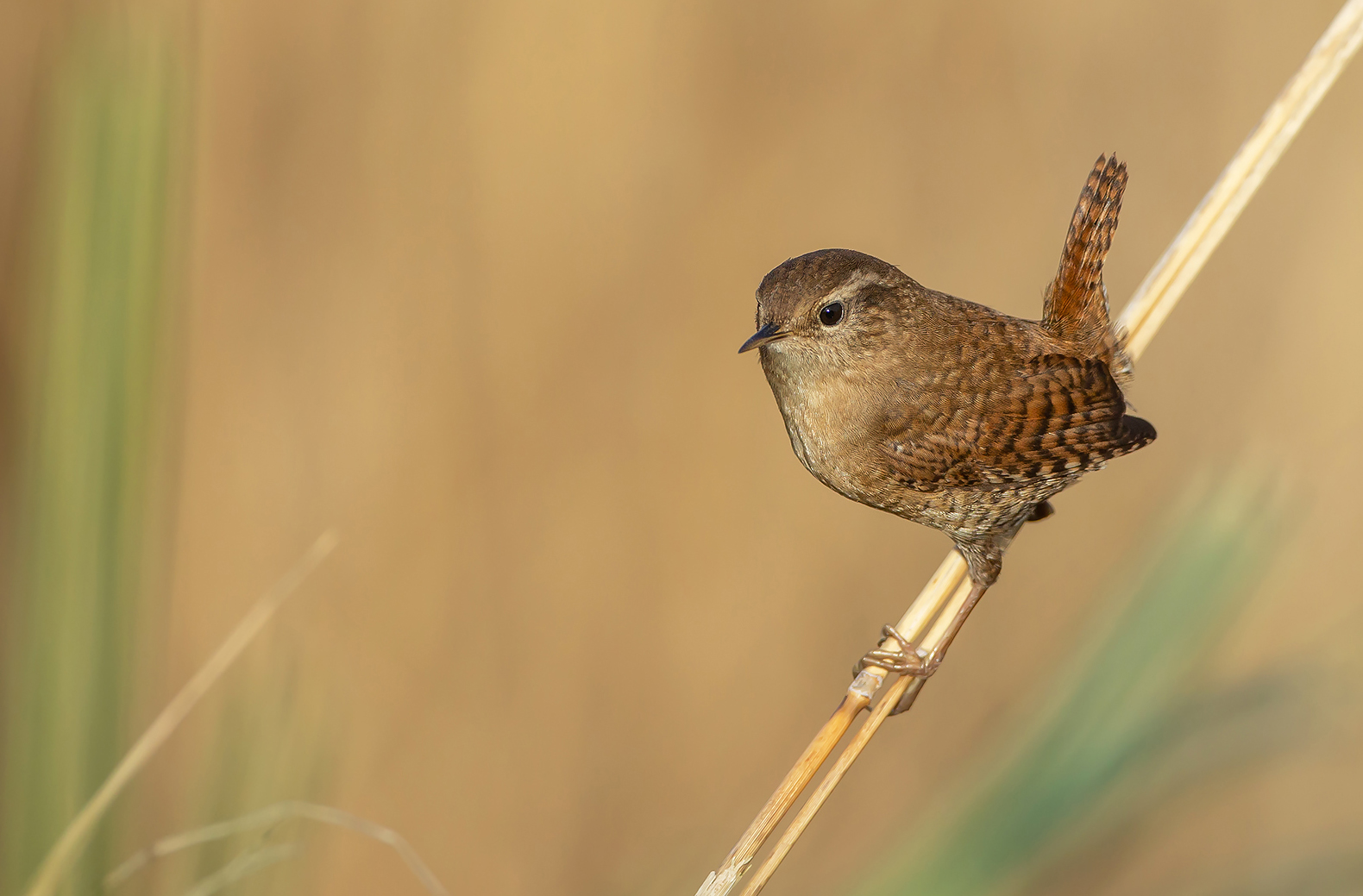 Zaunkönig (Troglodytes troglodytes)