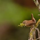 Zaunkönig - Troglodytes troglodytes