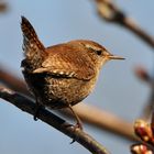 Zaunkönig - Troglodytes troglodytes