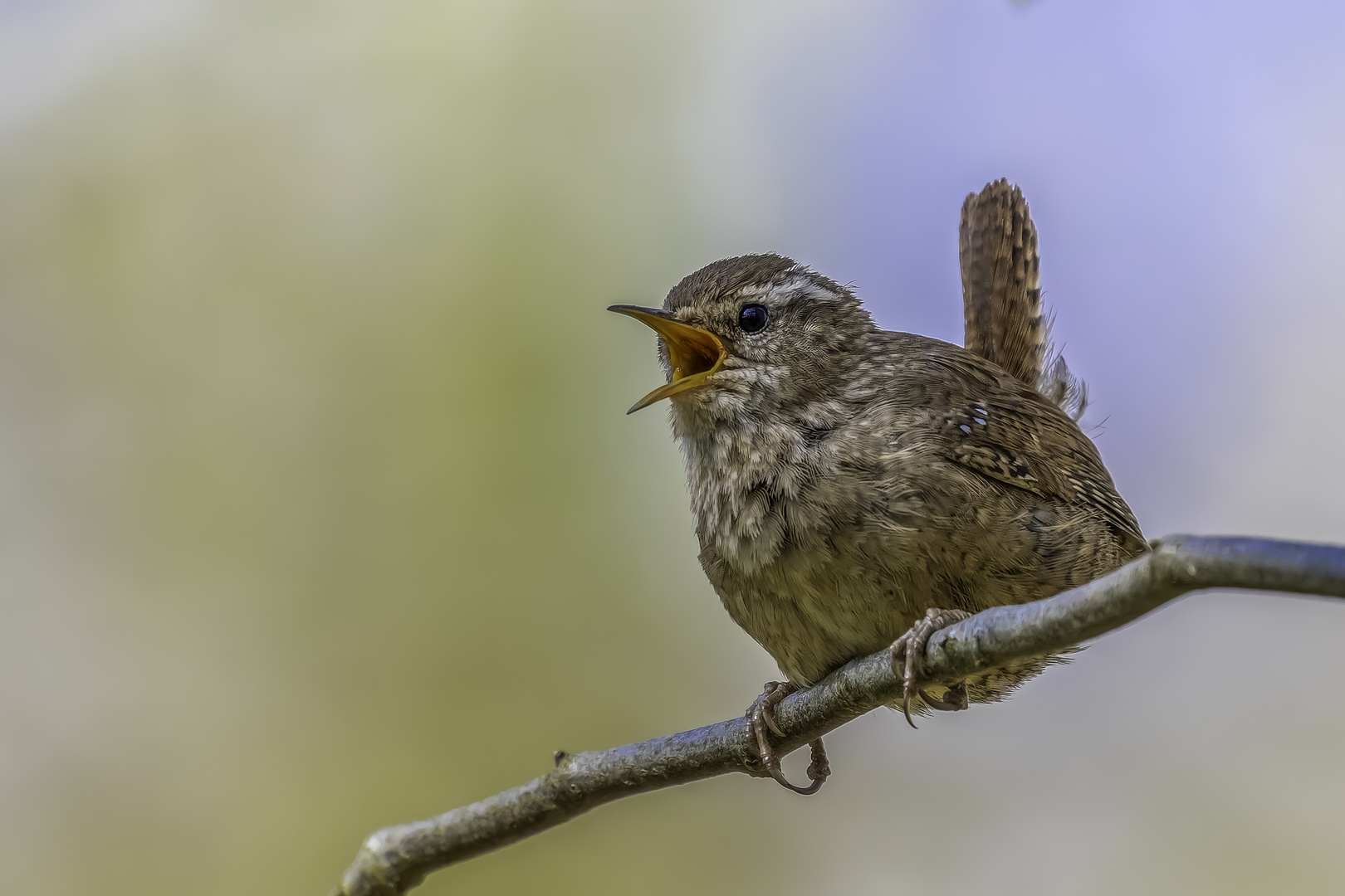 Zaunkönig (Troglodytes troglodytes)