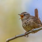 Zaunkönig (Troglodytes troglodytes)