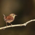 Zaunkönig (Troglodytes troglodytes) 